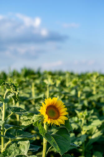 Lone sunflower